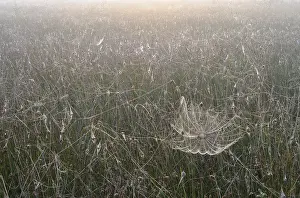 Backlit Spider Web Stampe: Spiderweb in the bog