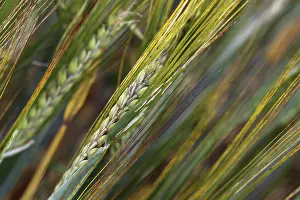 Cereal Cultivation Stampe: Spikes
