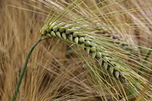 Cornfield Landscape Photography Stampe: Spikes