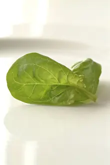Raw Food Photography Stampe: Spinach