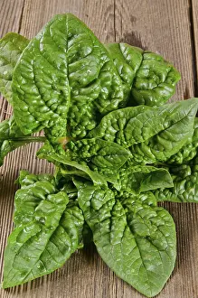 Boston Lettuce Salad Stampe: Spinach