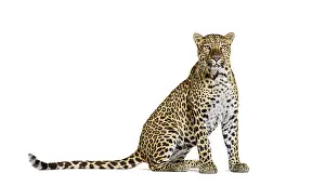 Predator Wildlife Photos Stampe: Spotted leopard standing in front and facing at the camera