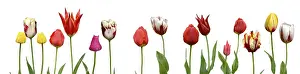 First Day Of Spring Stampe: Spring