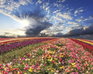 Agricultural Landscapes Stampe: Spring cloud illuminated by the sunset