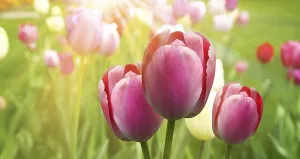 Vernal Flower Arrangement Stampe: Spring concept of the celebration