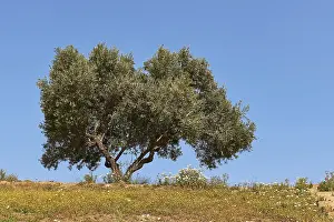 Olive Tree Greece Stampe: Spring in Crete, Spring meadows