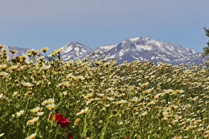 Crete Archaeological Site Stampe: Spring in Crete, Spring meadows