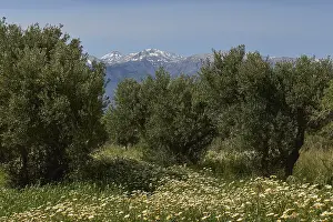 White Mountains Greece Stampe: Spring in Crete, Spring meadows