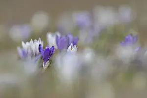 Spring Crocus Stampe: Spring crocus (Crocus albiflorus)
