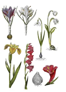 Historic Flower Illustration Stampe: Spring crocus or spring saffron