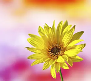 First Day Of Spring Stampe: Spring Flower