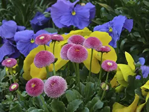 Spring Blooming Flowers Stampe: Spring flowers