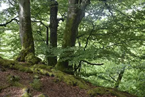 German Forests Stampe: Spring forest, forest, nature, beech