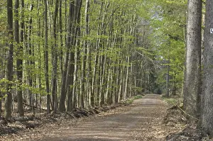 Beech Forest Scenery Stampe: Spring forest, forest, path, forest path
