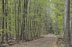 Forest Track Photography Stampe: Spring forest, forest, path, forest path