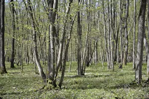 Franconia Nature Photography Stampe: Spring, forest, spring, landscape