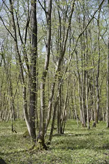 Deciduous Tree Scenery Stampe: Spring, forest, spring, landscape