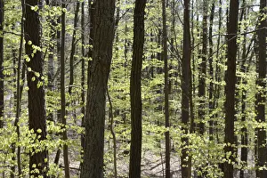 Southern Germany Woods Stampe: Spring, forest, spring, landscape