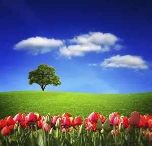Spring Landscape Photography Stampe: Spring landscape