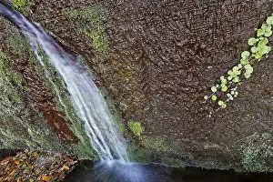 Madeira Waterfall Stampe: A spring at the Levada to the Risco waterfall