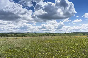 Springtime Blooms Stampe: Spring meadow with clouds floating over it