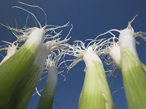 Common Onion Varieties Stampe: Spring onions