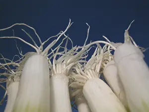 Common Onion Varieties Stampe: Spring onions