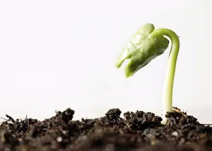 Springtime Plant Life Stampe: Spring ! - Sapling on soil full of nutrients