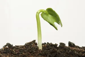 Planting Season Stampe: Spring ! - Sapling on soil full of nutrients