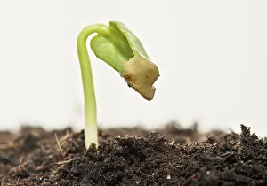 Studio Shot Of Trees Stampe: Spring ! - Sapling on soil full of nutrients