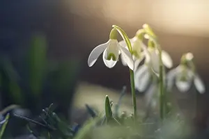 Deserted Garden Bloom Stampe: Spring snowdrop macro with backlight