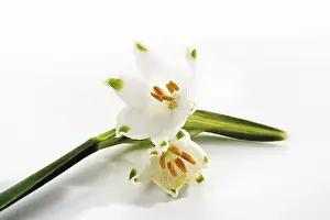 Cut Out Flowers Stampe: Spring Snowflake