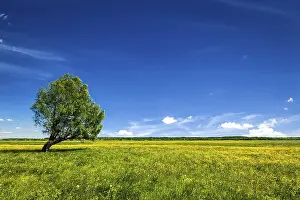 Spring Background Stampe: Spring summer background