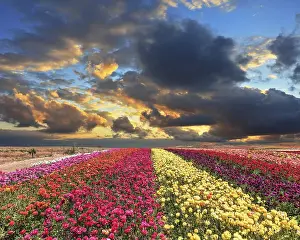 Cloudy Atmospheric Landscape Stampe: Spring thundercloud closes the sky