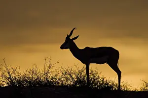 Antelope Species Stampe: Springbok