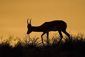 Bovid Mammal Stampe: Springbok