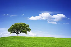 Oak Tree Landscape Stampe: Springtime
