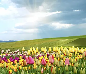 First Day Of Spring Stampe: Springtime