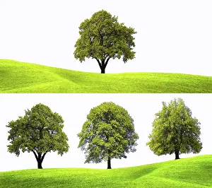 Deserted Spring Landscape Stampe: Springtime concepts