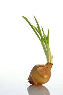 Kitchen Vegetable Photography Stampe: One sprouting onion