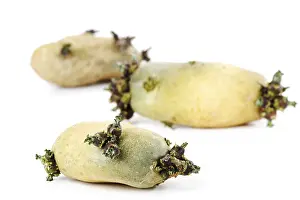 Food Photography Cutouts Stampe: Sprouting potatoes