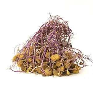 Heart Shaped Potato Stampe: Sprouting potatoes on white background