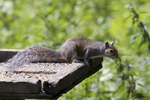 Rodents In Europe Stampe: Squirrel on top of a bird table