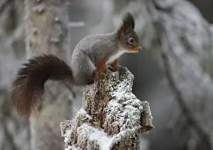 Deserted Tree Scene Stampe: Squirrel on a branch