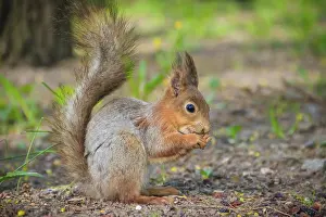 Stampe di Un scoiattolo che mangia un nocciolino. Scoiattolo rosso. Lo scoiattolo sta mangiando. Roditore. Animali del parco. Parco d'estate Scoiattolo Rosso Stampe: Un scoiattolo che mangia un nocciolino. Scoiattolo rosso.