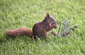 Northern German Wildlife Scene Stampe: A squirrel in grass eats nuts from a cage