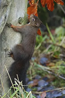 Squirrel Climbing Tree Stampe: Squirrel, Sciurus, climbing up a tree