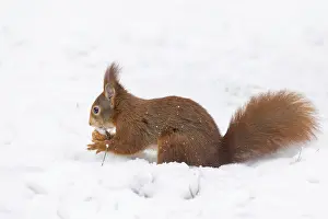 Uninhabited German Landscape Stampe: Squirrel (Sciurus), Germany