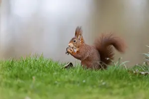 European Mammal Stampe: Squirrel (Sciurus), Germany