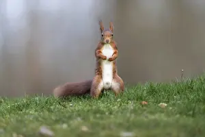 Central Europe Animals Stampe: Squirrel (Sciurus), Germany